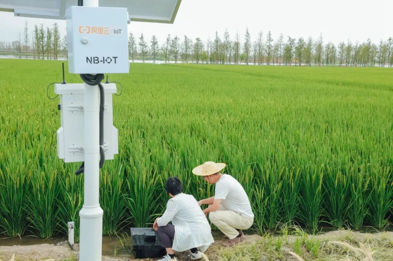 浙農(nóng)打造&ldquo;智慧稻田&rdquo; 探索農(nóng)業(yè)低碳發(fā)展路徑