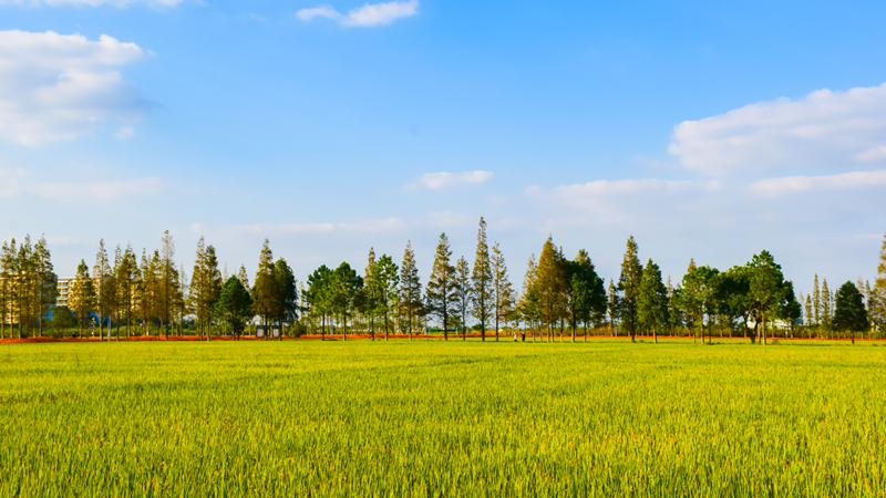 浙農(nóng)嘉善萬(wàn)畝水稻種植示范區(qū)獲省農(nóng)業(yè)農(nóng)村廳&ldquo;未來(lái)農(nóng)場(chǎng)&rdquo;認(rèn)定