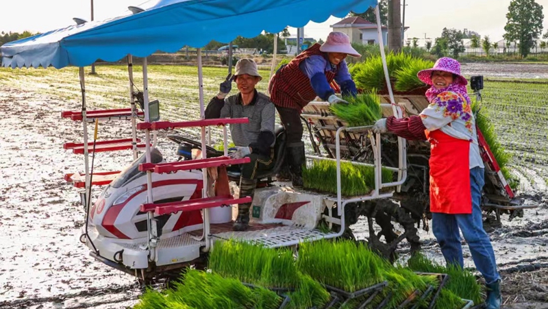 應(yīng)對(duì)高溫&ldquo;烤&rdquo;驗(yàn) 浙農(nóng)全力保障&ldquo;三夏&rdquo;生產(chǎn)